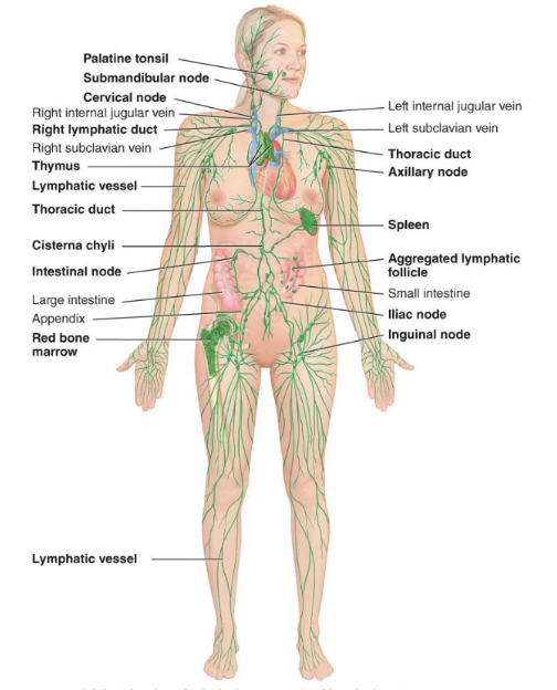 <p>consists of several structures and organs that contain lymphatic tissue, bone marrow, a fluid called lymph that flows within lymphatic vessel</p>