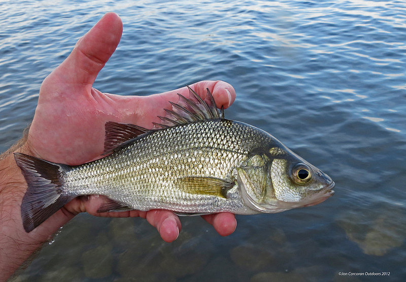 <ul><li><p><span style="background-color: transparent;">Almost like a miniature stripped bass; same fin structure)</span></p></li><li><p><span style="background-color: transparent;"><strong><em><u>White = divide the dorsals </u></em></strong></span></p></li><li><p><span style="background-color: transparent;">Sloped forehead </span></p></li><li><p><span style="background-color: transparent;"><strong>White = Simple = Forked tail</strong></span></p></li></ul><p></p><ul><li><p><strong>General:</strong> Deep-bodied, silvery fish with a perch-like shape and no distinct body stripes.</p></li><li><p><strong>Size:</strong> Avg. adult <strong>20–30 cm (8–12 in; 0.7–1.0 ft)</strong>, <strong>0.2–0.7 kg (0.4–1.5 lb)</strong>;</p><ul><li><p>large adults commonly reach (12–18 in; 1.0–1.5 ft) and (2.2–4.4 lb).</p></li></ul></li><li><p><strong>Key IDs:</strong></p><ul><li><p><strong>Silvery-gray body</strong></p></li><li><p>Deep, laterally compressed body.</p></li><li><p>Single dorsal fin appearing divided into <strong>spiny anterior</strong> and <strong>soft posterior </strong>sections.</p></li><li><p><strong>Small mouth; lower jaw does not protrude.</strong></p></li><li><p>Often shows a faint <strong>dark patch </strong>near the posterior edge of the gill cover.</p></li></ul></li><li><p><strong>Memory cue:</strong> <strong>Small mouth/jaw + dark patch by gills + spiny 1st spiney dorsal,</strong></p></li></ul><p></p>
