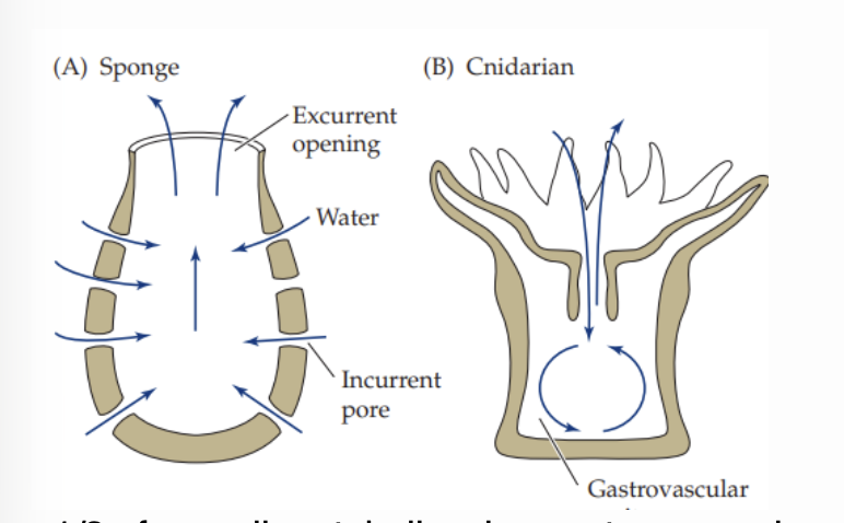 Aquiferous system