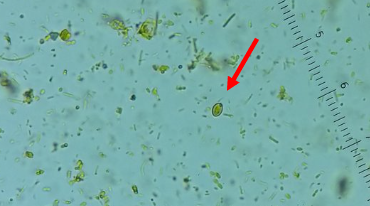 <p><span style="background-color: rgba(0, 0, 0, 0); line-height: 19.7625px;">What is the species in this photo?</span></p>