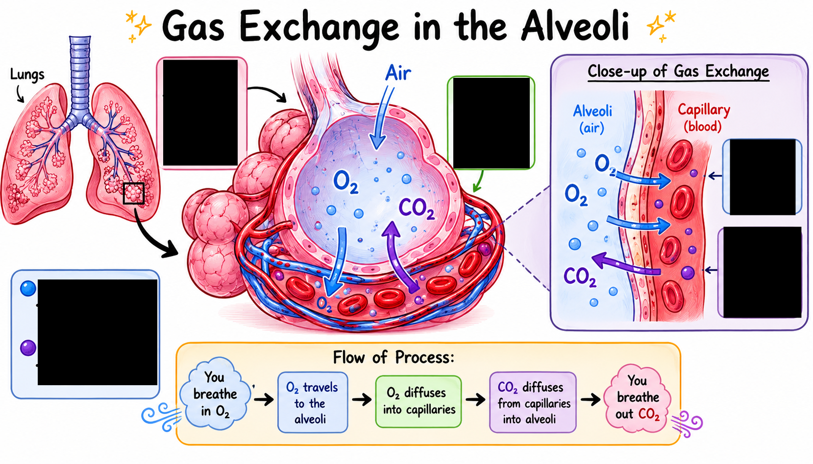 <p>What are the different parts that play a role in the process of gas exchange?</p>