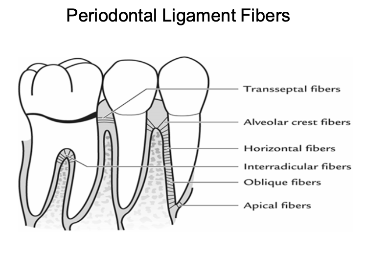 <ul><li><p>Alveolar crest: retain tooth, oppose lateral forces, protect deeper structures</p></li><li><p class="p1">Oblique: oppose axially directed forces</p></li><li><p class="p1">Transseptal: prevent teeth from loosing contact</p></li><li><p class="p1">Horizontal: oppose lateral forces</p></li><li><p class="p1">Interradicular: prevent tooth tipping and extrusion</p></li><li><p class="p1">Apical: prevent tipping and extrusion, protect vessel and nerve supply</p></li></ul><p></p>