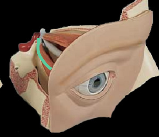 <p>innervated by?</p>