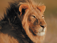 <p>lion</p>