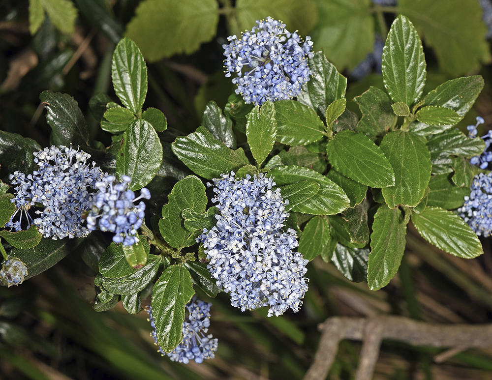 <p>Blueblossom</p>