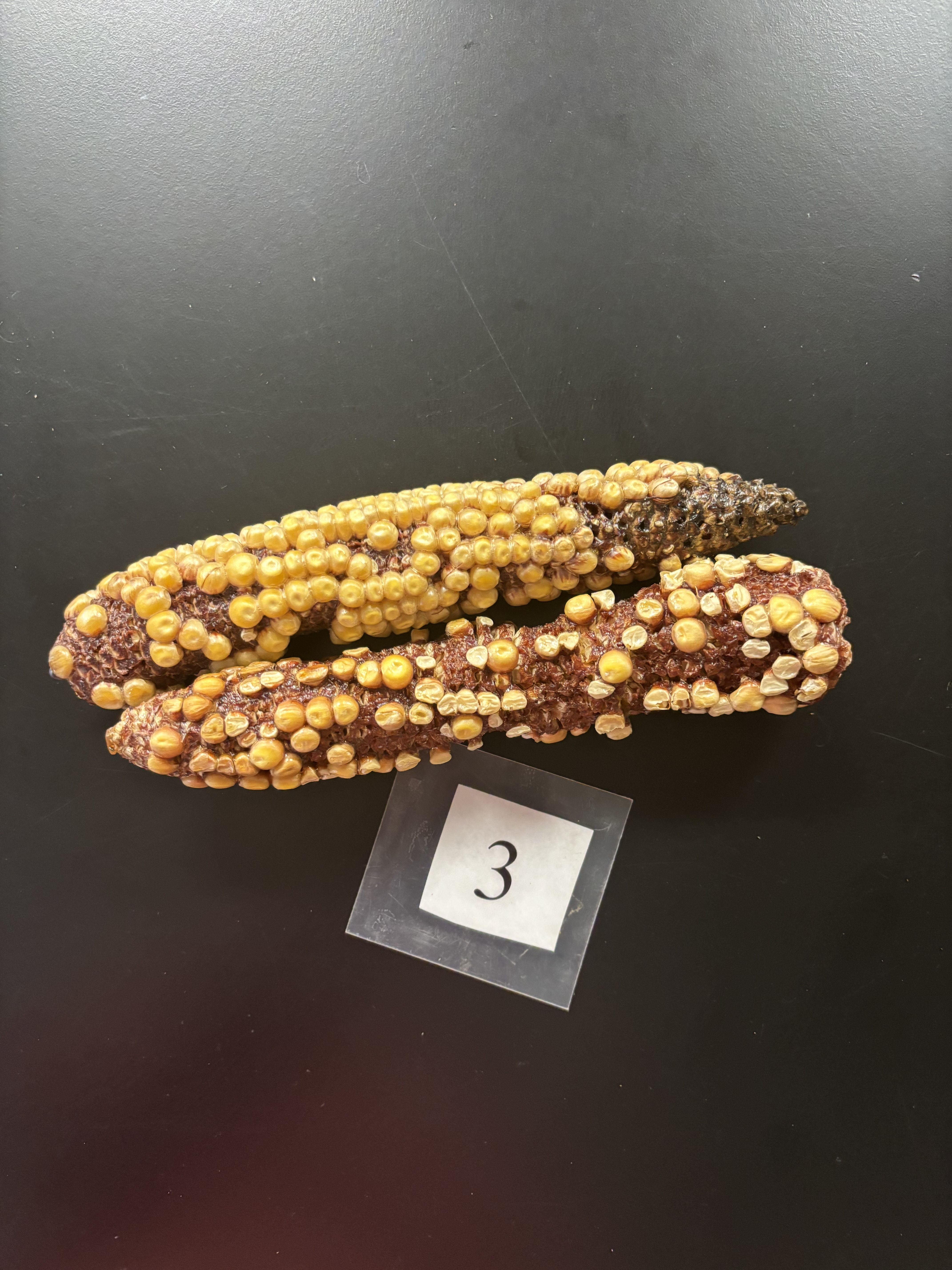 <p>Poor or scattered kernel set in the ear </p>