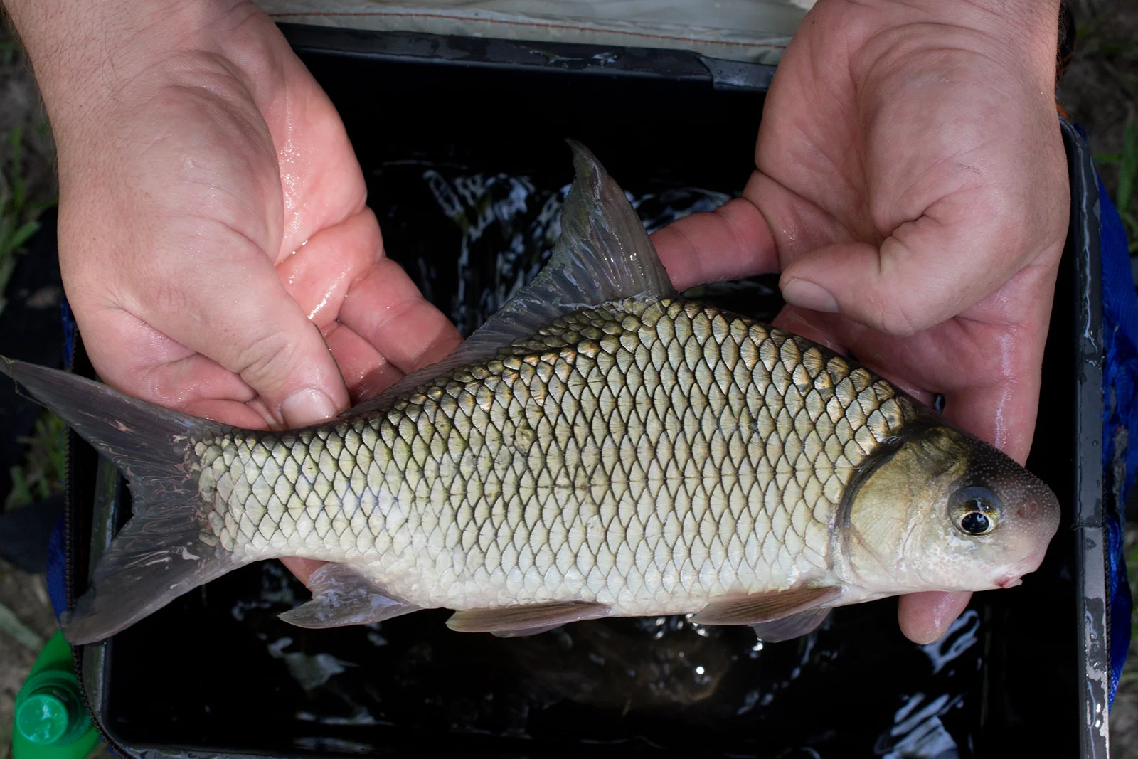 <p>Catostomidae</p><p>Carpiodes carpio (River carpsucker) </p>