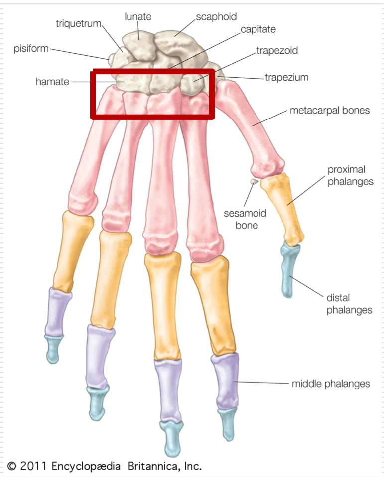 <p>Arthrodial (gliding) Joint</p><ul><li><p>#5 pinky - most moveable </p></li><li><p>#4 ring finger </p></li><li><p>#2-3 index and middle fingers - most immovable  </p></li></ul><p></p>