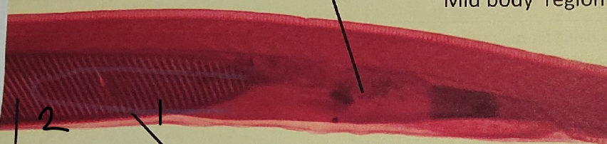 <p>point 1 on this lancelet </p>