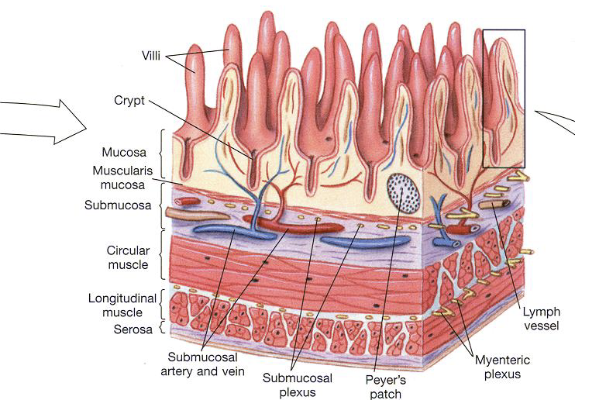 <ul><li><p>Contains wandering immune cells (macrophages and lymphocytes)</p></li><li><p>Peyer’s patches are specialized clusters of lymphoid tissue found in the ileum that function as immune monitoring sites (detecting pathogens and initiating immune responses)</p></li><li><p>The lamina propria is part of a larger immune network (GALT - gut-associated lymphoid tissue) which consists of lymphoid follicles distributed throughout the GI tract (including appendix)</p></li></ul><p></p>