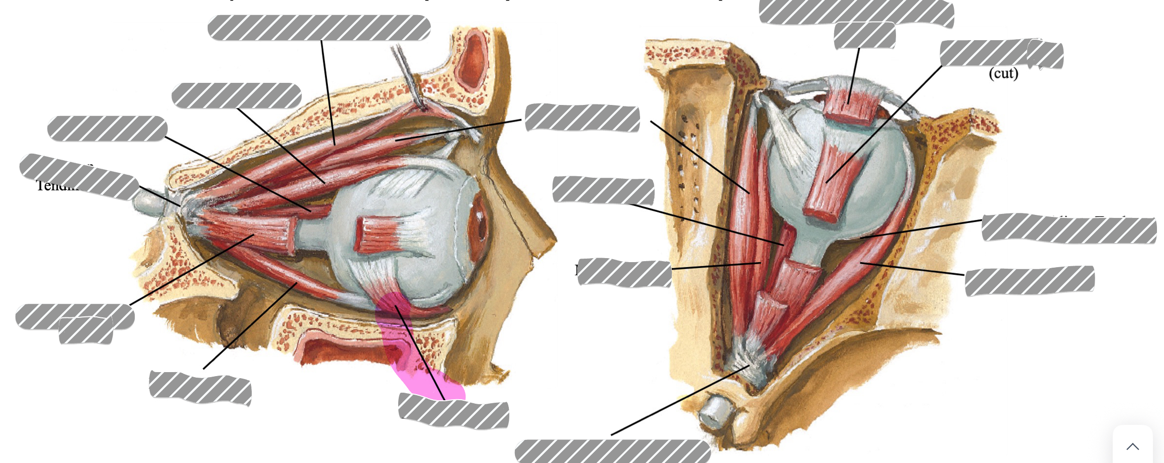 term image