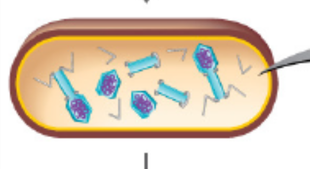 <p><strong>Identify this stage & describe key events for the next 5 cards (4):</strong></p>