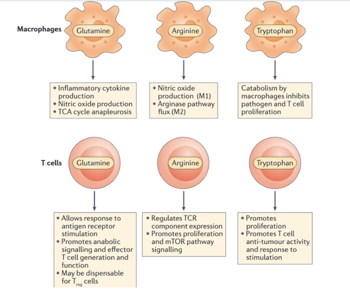 <p>*image </p><ul><li><p><span>Amino acid metabolism plays an important role in mediating functionality of the innate and adaptive immune cells.</span></p></li><li><p><span>In macrophages, the amino acids glutamine and arginine are crucial for immune functions including cytokine and nitric oxide production</span></p></li><li><p><span>The fate of arginine in macrophages is a key distinction between inflammatory and tolerant cell phenotypes: </span></p><ul><li><p><span>Arginine has inflammatory involvement in the nitric oxide synthesis pathway, while arginine flux through the arginase pathway is associated with a more tolerant immune response, often associated with wound healing</span></p></li></ul></li><li><p><span>Tryptophan metabolism by macrophages may suppress the activity of the adaptive immune system.</span></p></li><li><p><span>In T cells, glutamine and arginine promote robust responses to T cell receptor (TCR) stimulation, including proliferation and cytokine production</span></p></li><li><p><span>Tryptophan has an important role in promoting T cell proliferation, and lack of it may mediate failure to respond to infections or tumours</span></p></li></ul><p></p>