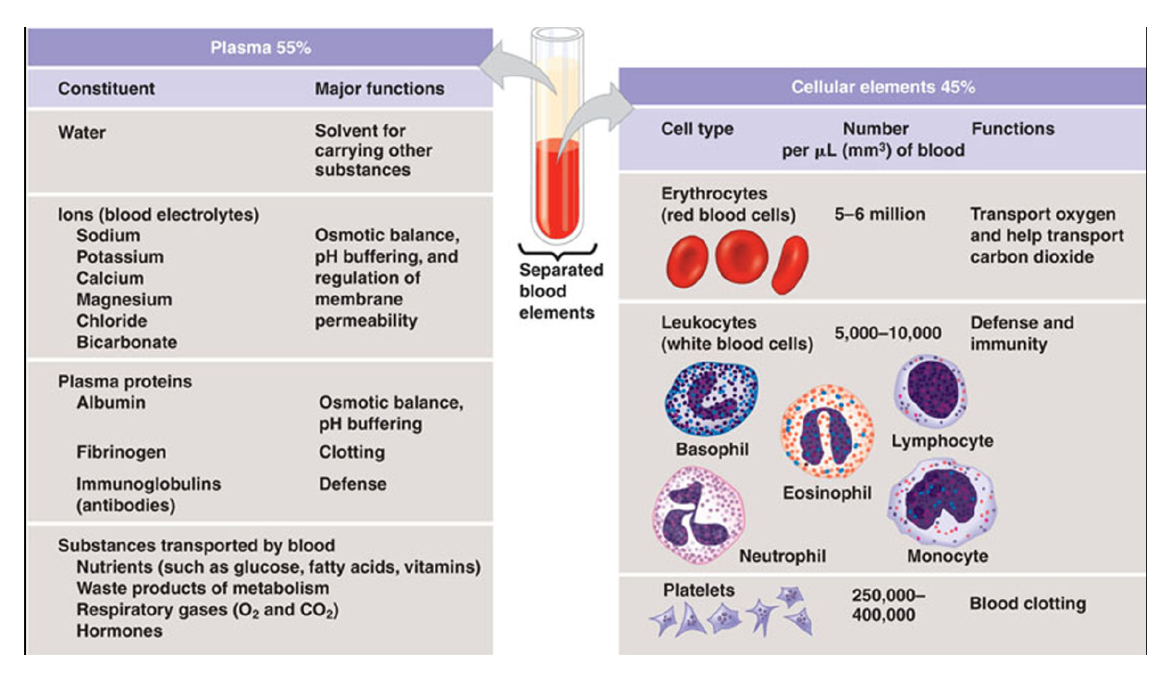 <p>Blood is made up of 55% plasma and 45% cellular elements.</p><p></p><p>Plasma:</p><ul><li><p>Water and ions</p><ul><li><p>Plasma proteins - many functions, some will come up later in this class.</p></li><li><p>Most don’t pass from capillaries. Plasma is instrumental in keeping the osmotic potential of the blood lower than that of the interstitial fluid.</p></li></ul></li><li><p>Delivery materials</p><ul><li><p>Important materials and wastes, ions, fuel (sugar and fat), messages (hormones) etc.</p></li><li><p>Helps move heat.</p></li></ul></li></ul><p></p><p>Cellular components</p><ul><li><p>Red blood cells</p><ul><li><p>Have a flattened and concave shape that allows them to fold to easily fit through things and gives them a high SA/V ratio</p></li></ul></li><li><p>White blood cells</p><ul><li><p>Immune system (not covered in BI212)</p></li><li><p>5 white blood cell types present in numbers around 1/1000th the number of RBCs.</p></li></ul></li><li><p>Platelets</p><ul><li><p>Cell fragments involved in Hemostasis (clotting).</p></li><li><p>Plasma is the liquid portion of the blood in which clotting has been prevented by an anticoagulant. Serum is the liquid that remains if clotting is allowed to occur.</p></li></ul></li></ul><p></p>