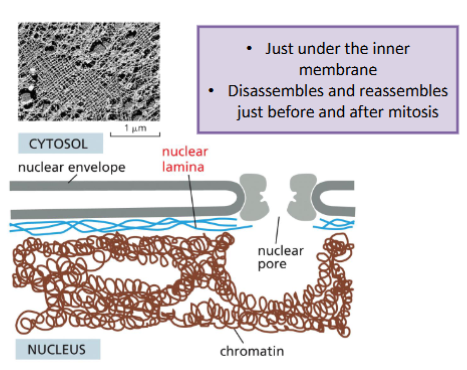 <p>Intermediate filament function: Nucleus Shape and Gene Regulation</p>