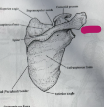 <p>right or left</p>