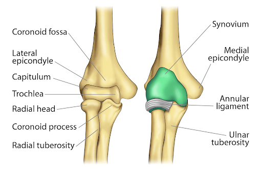 <p>bones located on opposite sides of distal humerus </p>