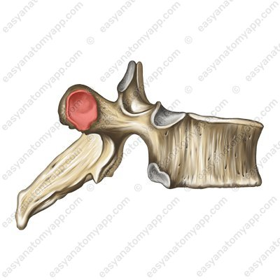 <p>Small, smooth, flat surface; Articulation</p>