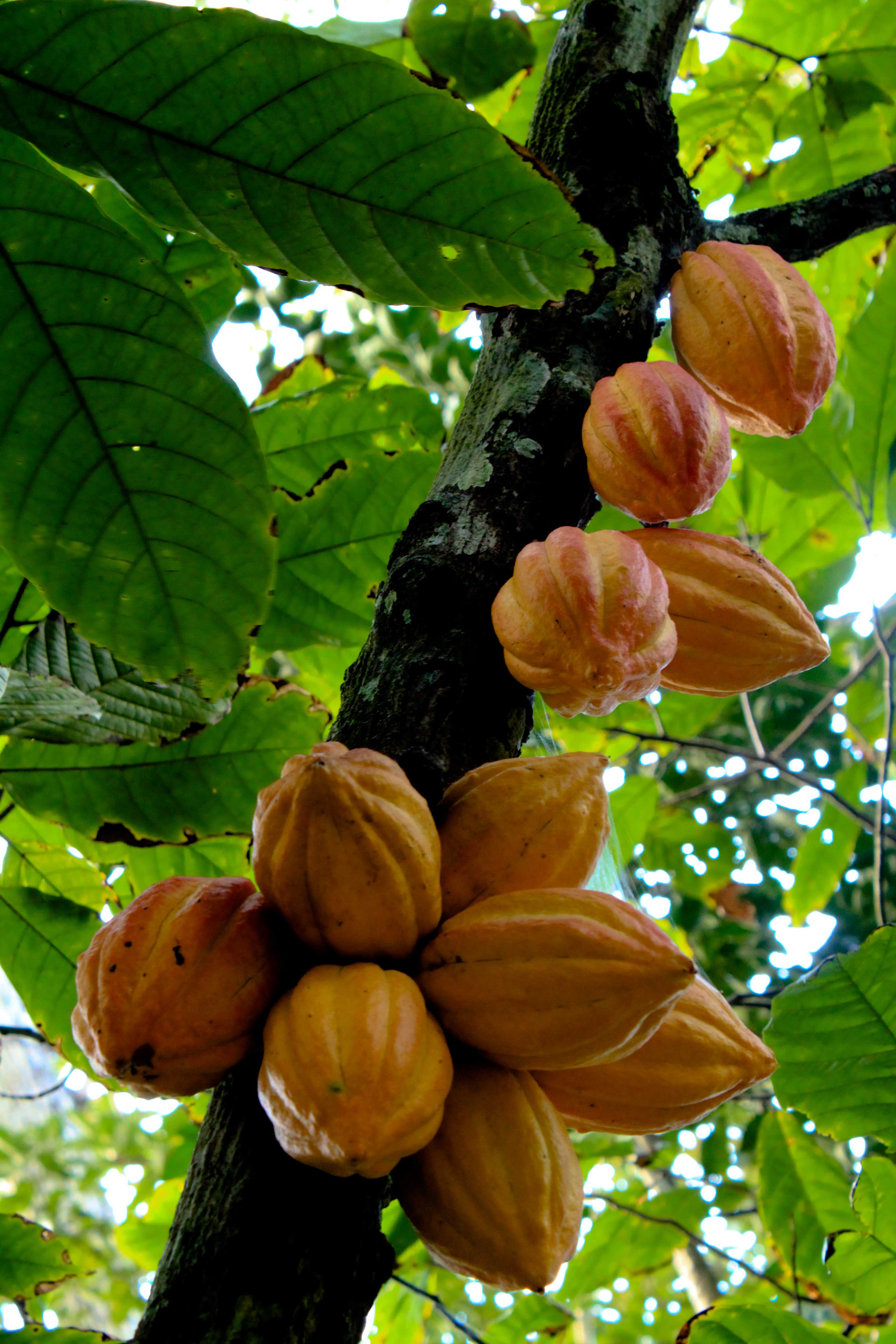 <p><strong>Common Name</strong>: Cacao, cocoa</p><p><strong>Parts Used</strong>: <span style="background-color: transparent; font-family: "Helvetica Neue", sans-serif;">Seeds (cacao beans), seed fat (cocoa butter)</span></p><p><strong>Use/s</strong>: Stimulant, antioxidant, cardiovascular health; support digestion and well-being</p><p><strong>Major Metabolites</strong>: <strong><u>Theobromine, caffeine (alkaloids)</u></strong>; catechins, epicatechins (flavonoids), proanthocyanidins (tannins)</p>
