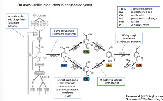 <p>Screening of potential pathway genes from different sources → because yeast does not have all the required enzymes for the vanillin glucoside metabolic pathway, scientists assembled a de novo pathway by sourcing enzymes from diverse organisms.</p>