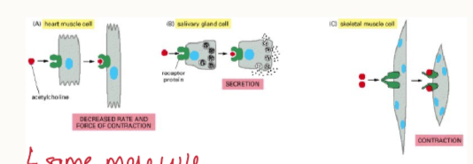 <ul><li><p>NO = pleiotropy</p></li><li><p>may have a different effect on different cell types</p></li></ul><p></p>
