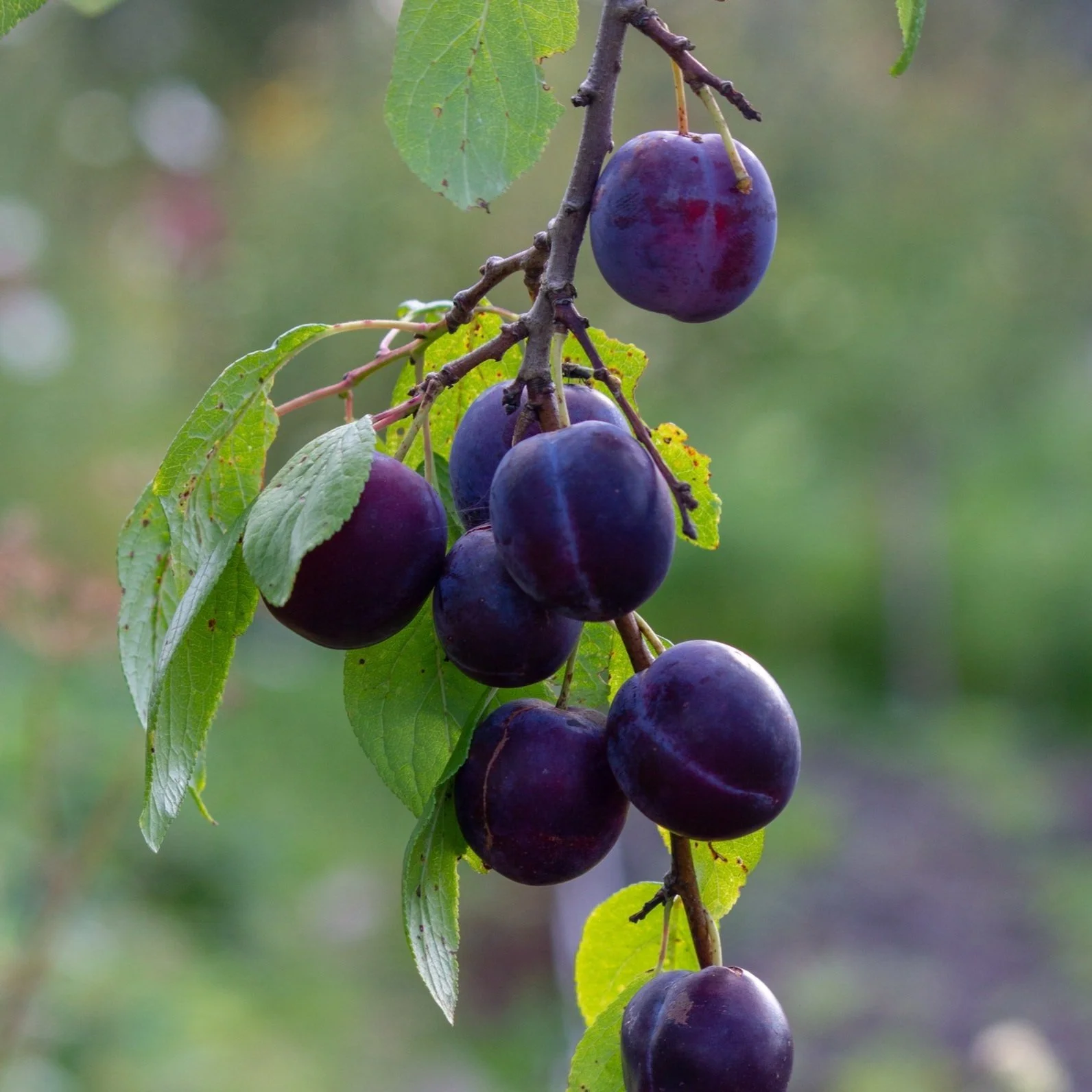 <p>plum</p>