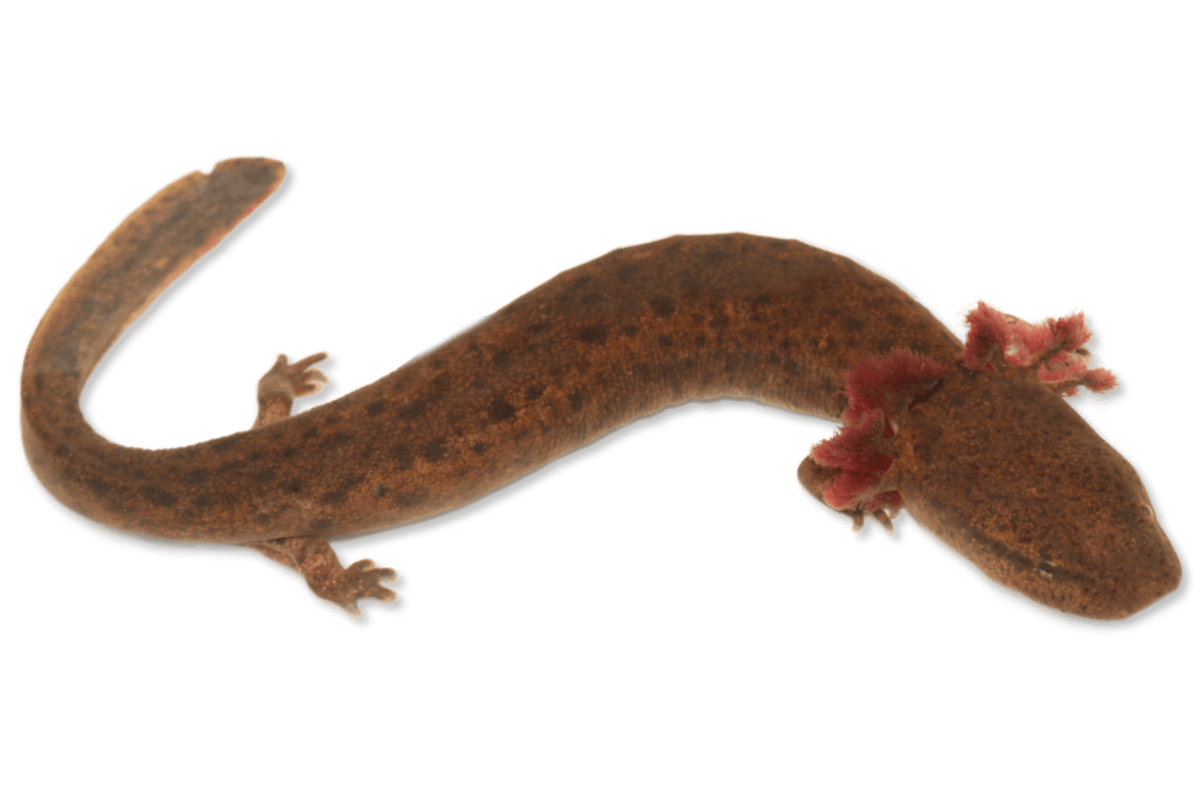 <p>external gills, broad flat head</p>