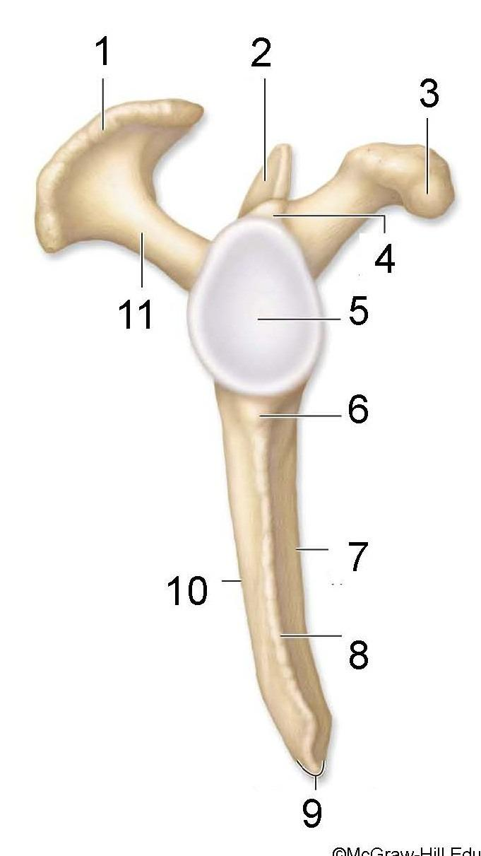 <p>What is identified in the photo (#1, #3, #11)</p>