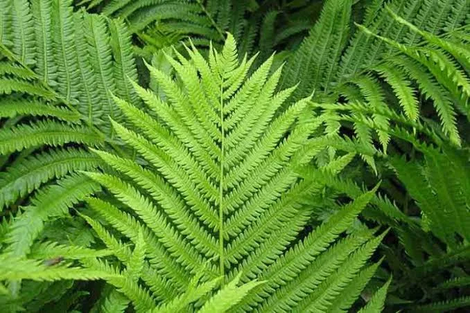 <p>Matteuccia struthiopteris</p>