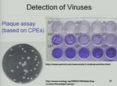 <p>method used to measure the number of viral particles present in a sample</p><p>1. phage infected bacterial culture serially diluted</p><p>2. small sample mixed with fresh bacteria and melted agar</p><p>3. poured onto normal agar plate and incubated</p><p>4. lysis by phages will show up as a clear area (plaque)</p><p>5. count plaques to get phage density</p>