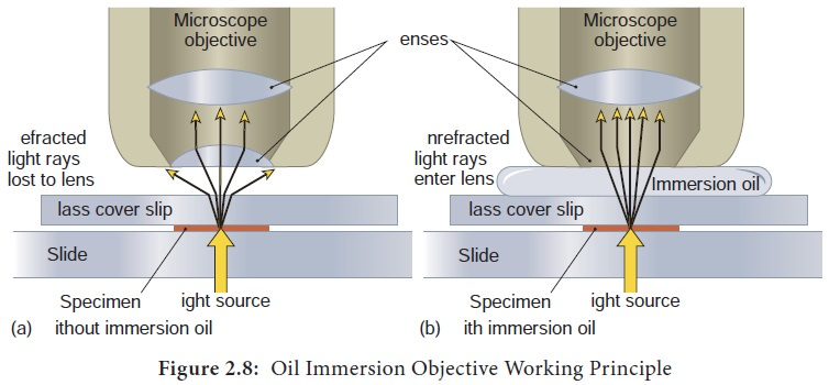 <p>Why does immersion oil improve resolution when using the 100× objective?</p>