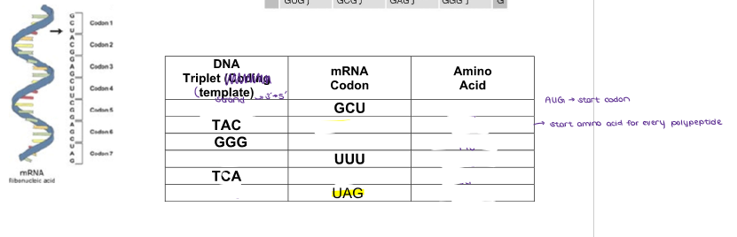 <p>(GENE EXPRESSION) <u>THE GENETIC CODE</u></p><ul><li><p>Fill in this chart of DNA TRIPLETS, mRNA CODONS, and AMINO ACIDS.</p></li></ul><p></p>