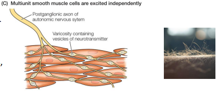 <p>• Few, if any, gap junctions </p><p>• Function more independently from each other </p><p>• More direct neural control (more innervation from ANS) </p><p>• Not stretch-sensitive </p><p>• Ex: hair &amp; feather erectors, eyes, large arteries, respiratory airways</p>