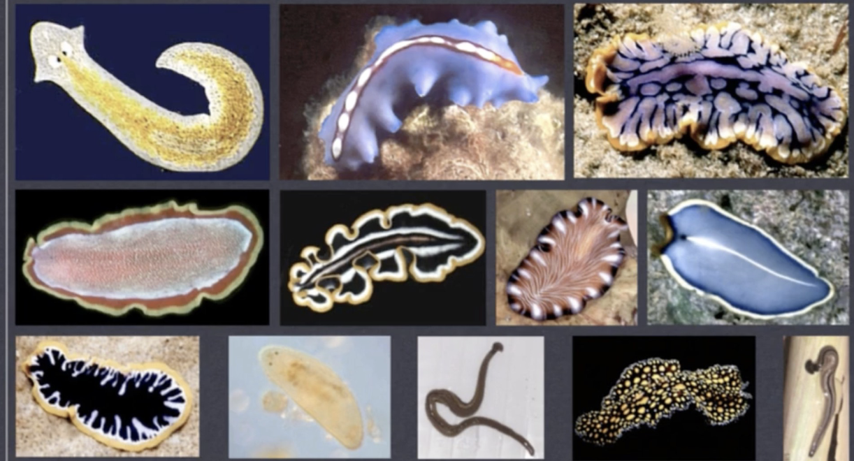 <p>phylum, class</p>