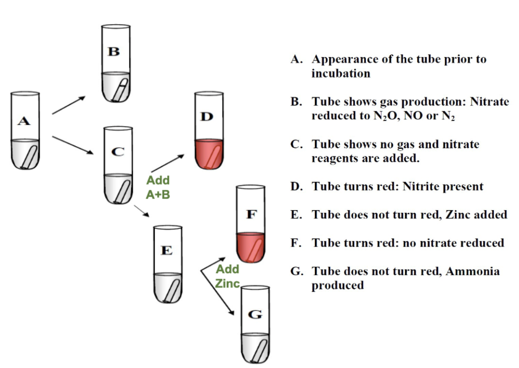 <p>Negative result (red color change) = organism did not reduce nitrate and zinc cause the reaction.</p>