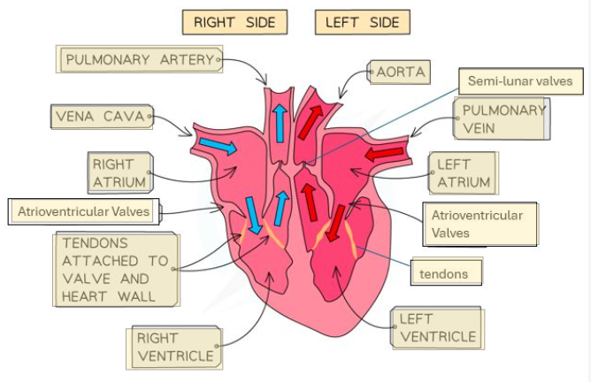 knowt flashcard image