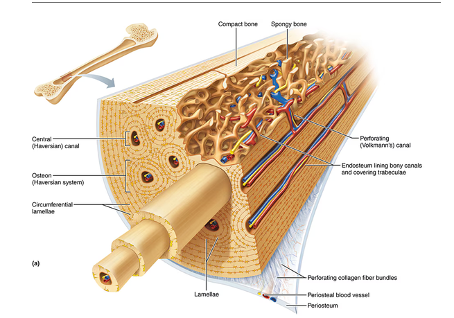 <p>External layer of bone. Weight-bearing support, protection, structural strength.</p><p>Osteon (Haversian System) = parallel to main compression stresses. “weight-bearing pillars”. Contain: lamellae, central canal, perforating canals, canaliculi,</p><p>Lamella = layer of matrix compact bone “rings of tree”. Has collagen fibers and minerals (hydroxyapatite). Strength and compression, stress, twisting resistance.</p><p>Central canal (Haversian canal) = contains blood vessels and nerves</p><p>Perforating canals (Volkmann’s canals) = Connect blood and nerve supply of periosteum and central canal to marrow cavity.</p><p>Canaliculi = connect lacunae to one another and the capillaries in central canals. Supply osteon its nutrients through osteocyte connections and remove waste.</p>