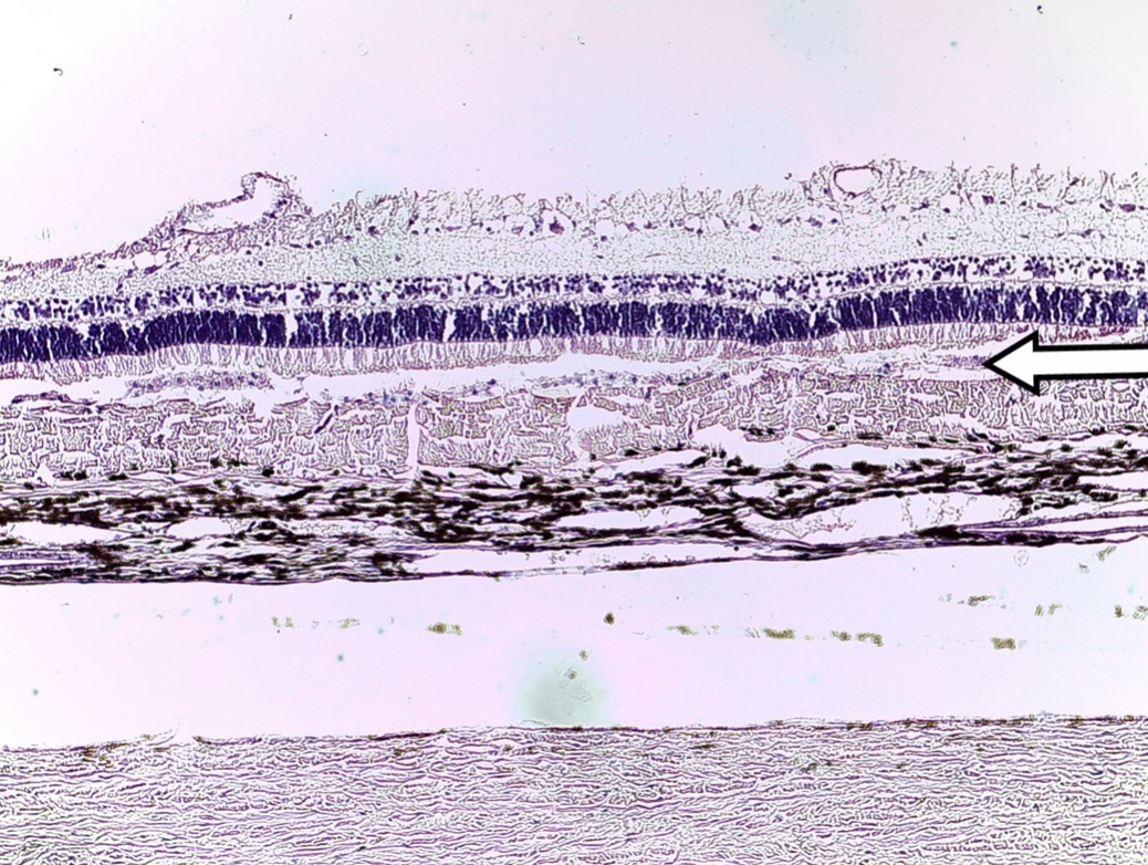 <p>Identify the layer at the pointer.</p>