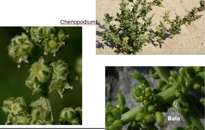 <img src="https://assets.knowt.com/user-attachments/648e04d4-328f-4b96-986e-7b6e36322f7a.png" data-width="100%" data-align="center"><img src="https://assets.knowt.com/user-attachments/5b53e0bd-eb0d-4261-9f38-97154e540abe.png" data-width="100%" data-align="center"><p>Geef de familie.</p>