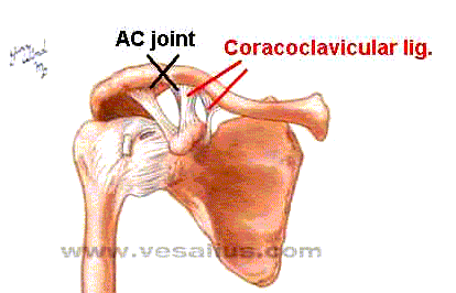 <p>between the coracoid process and the clavicle, a diarthrodial synovial gliding joint, disperses load and stabilizes as needed with shoulder movement </p>