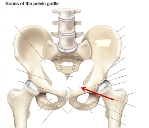 <p>Hip Bone</p>