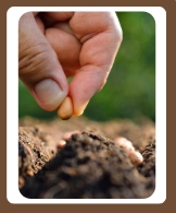 <p><span>To put seeds or young plants into the ground so they can grow.</span></p>