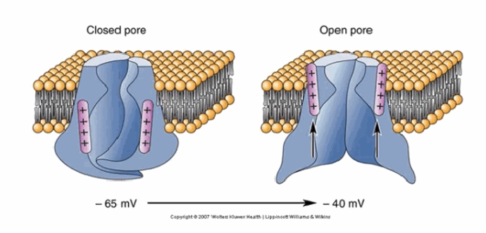 <p>Closed (at rest, −65 mV) → open (~−40 mV, opens for ~1 ms allowing Na+ influx) → inactivated (after ~1 ms, the pore is occluded by a globular portion of the protein) → back to closed/reactivated once Vm returns to −65 mV. Channel opening is stochastic: higher voltages increase the probability of opening, but the exact timing can't be predicted.</p>