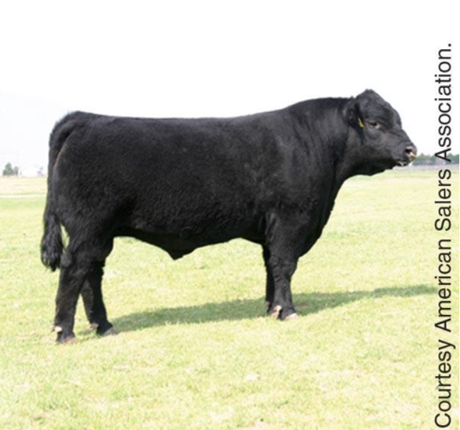 <p>Originated in Auvergne region of south-central france; used for beef and milk; usually black and polled; good foraging ability on poor range; high weaning weights; used for crossbreading programs</p>
