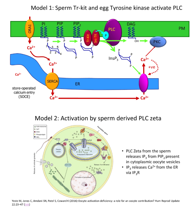 <ul><li><p>different models are used in different species</p></li></ul><p></p><p>egg-receptor mediated:</p><ul><li><p>binding of a sperm factor (fertilin) to a receptor on the egg triggers PLC activation (however fertilin hasn’t been chemically identified)</p></li></ul><p>sperm oocyte-activating factor (SOAF):</p><ul><li><p>no PLC activation needed- IP3 in the sperm could initiate the calcium wave, but there would need to be loads of it, because there isn’t enzymatic amplification (therefore unlikely)</p></li><li><p><strong>a kinase released from the sperm activates the egg PLC</strong></p></li><li><p><strong>the sperm brings in a specific PLC that is already active</strong></p></li></ul><p></p>