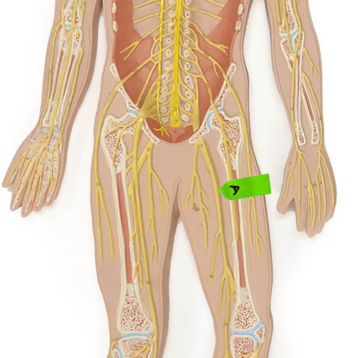 <p>Identify this nerve.</p>