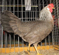 <p>welk type kip is dit</p>