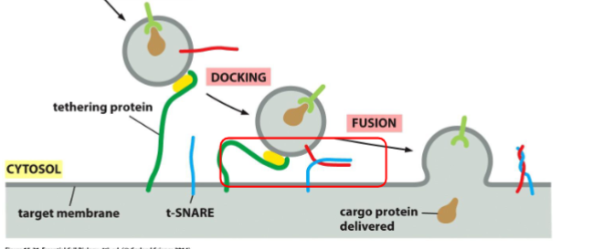 <p>Docking: The v-SNARE on the vesicle interact with complementary t-SNAREs (“t” for target) which firmly docks the vesicle in place</p>