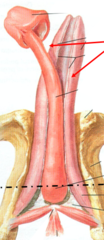<p>becomes engorged with blood during erection</p>