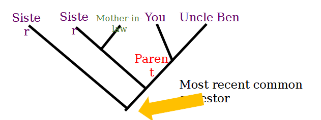 <p>a group of individuals considered together that do not have a common ancestor</p>
